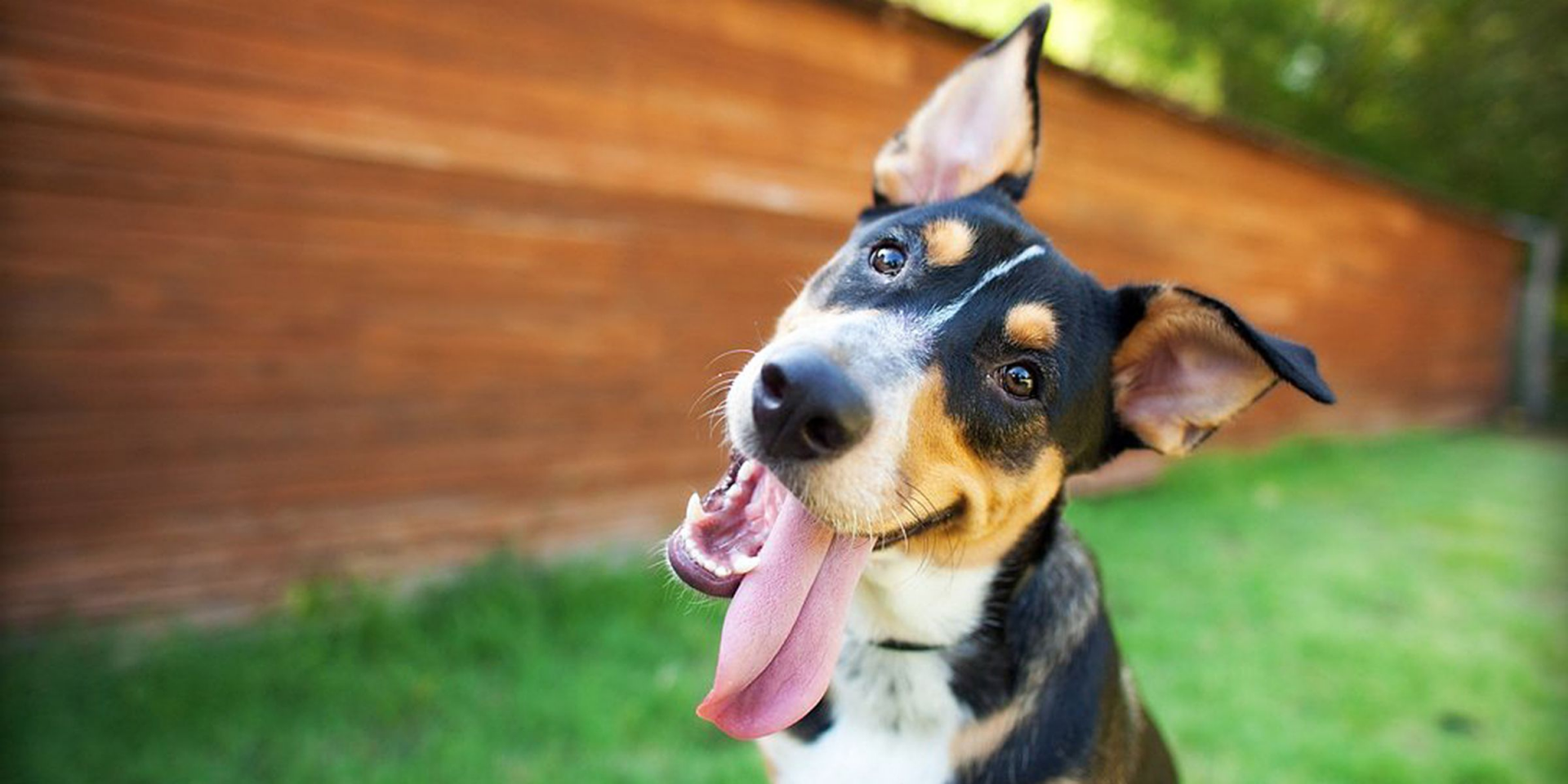 your dog may love and understand you but not like your faces sight study finds